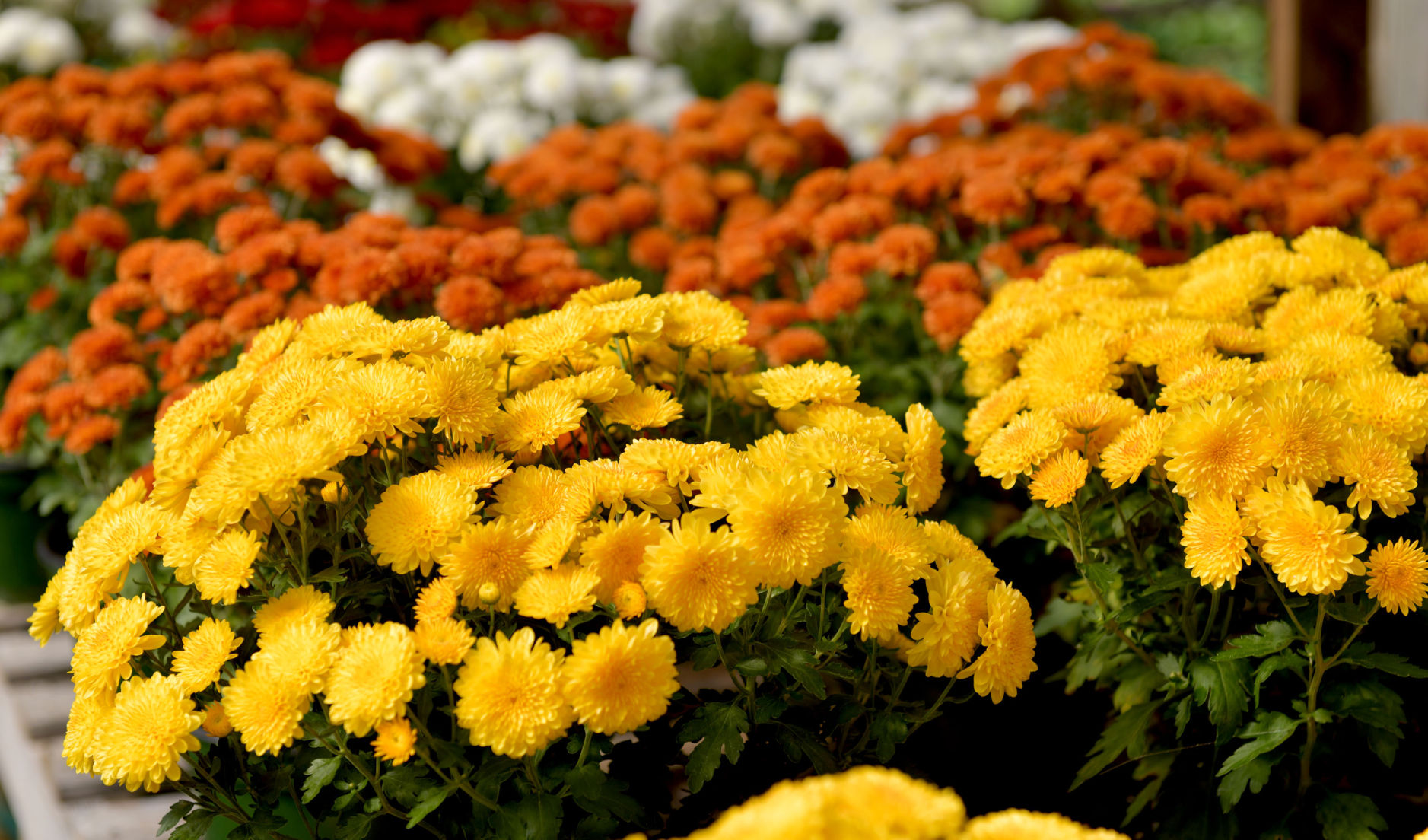 Fall Colors of Mums-05